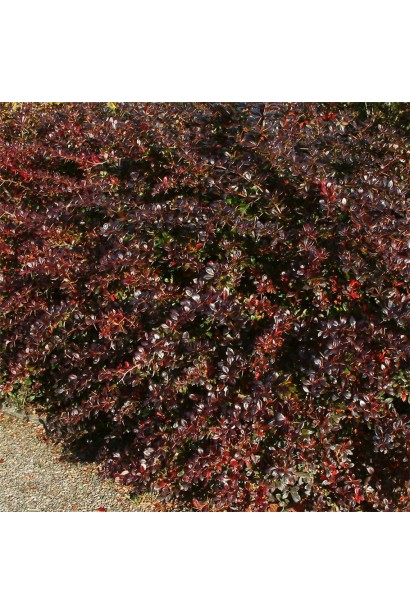 Berberis Red Jewel куст