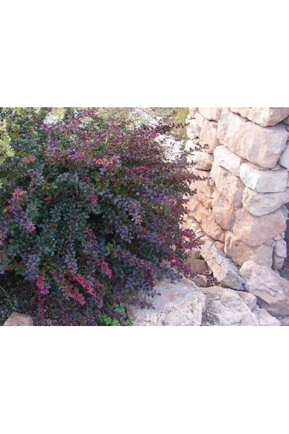 Барбарис Ред Джевел в ландшафте