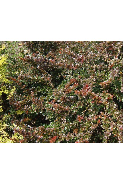 Berberis media Red Jewel
