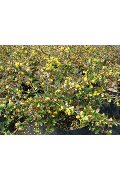 Барбарис Ред Джевел цвет листвы летом