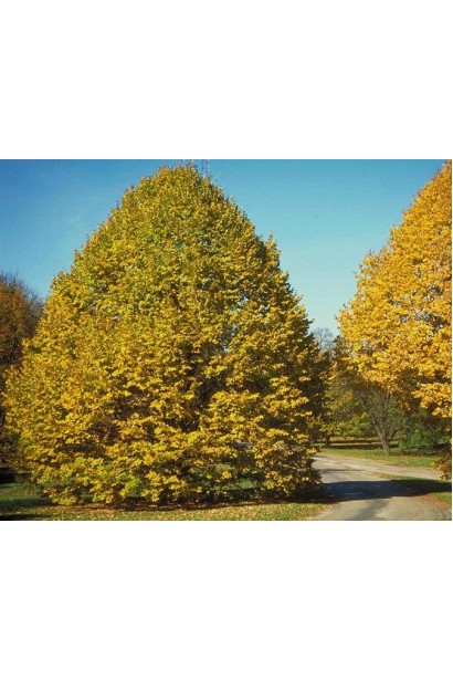 Липа срібляста восени