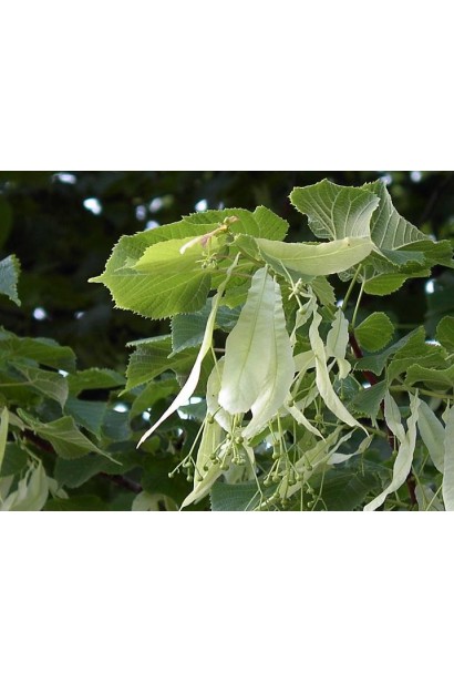 Tilia tomentosa