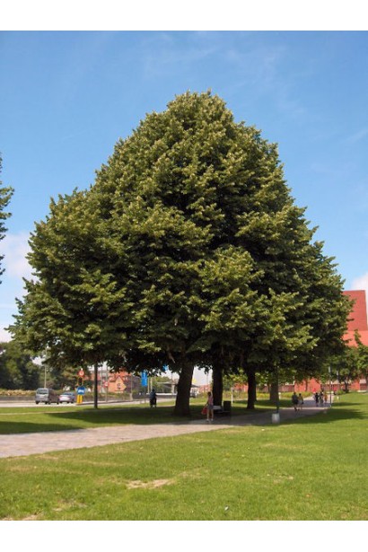 Липа повстиста / срібляста