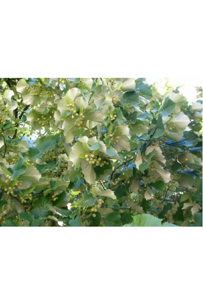 Липа срібляста суцвіття