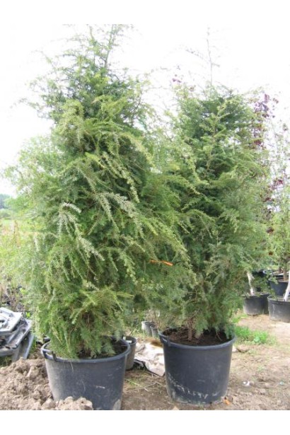 Тсуга канадська в контейнері