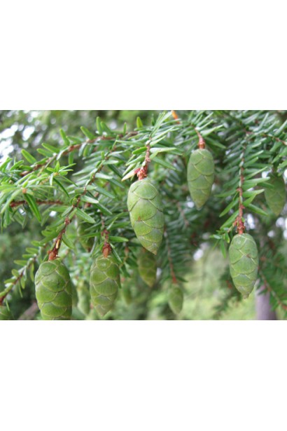 Тсуга канадська з декоративними шишками.