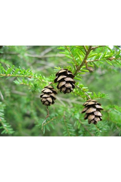 Тсуга канадська - шишки