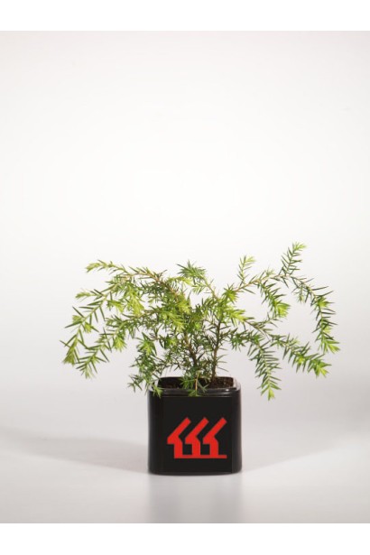 Саджанець Тсуга канадська