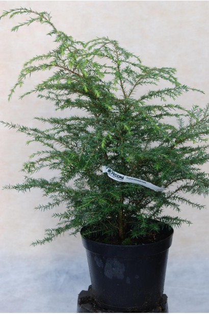 Тсуга канадська з м’яким хвойним покриттям.