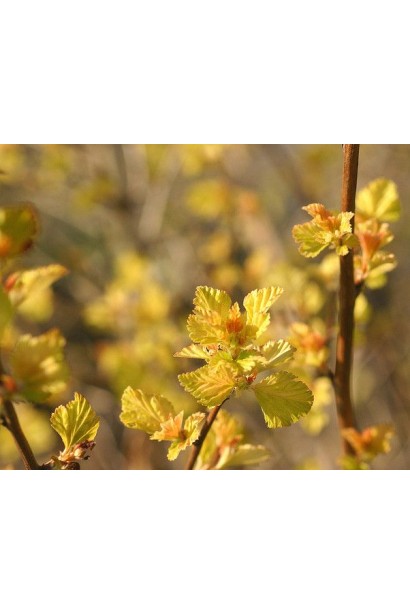 Кущ Nugget із насиченим золотим відтінком листя.