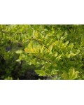 Пухироплідник калинолистий Наггет | Пузыреплодник калинолистный Наггет | Physocarpus opulifolius Nugget