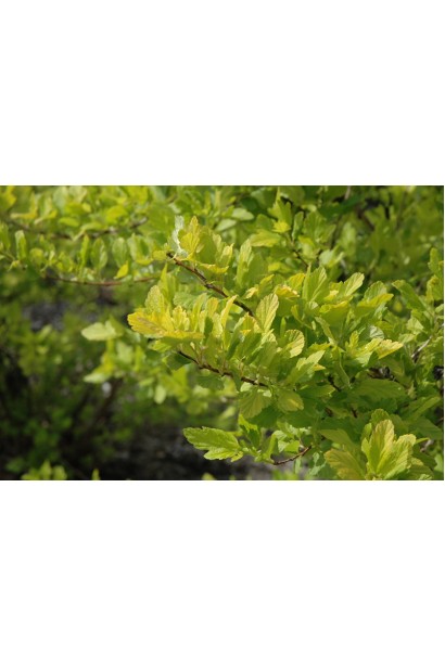 Пухироплідник Наггет — яскравий акцент у саду.