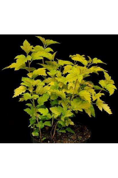 Золотистий пухироплідник Nugget прикрашає будь-який ландшафт.