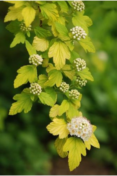 Physocarpus opulifolius Nugget
