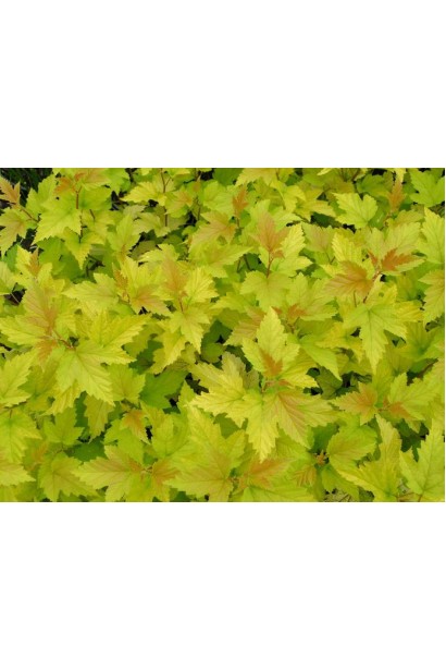 Пухироплідник Наггет — гармонія кольорів у саду.