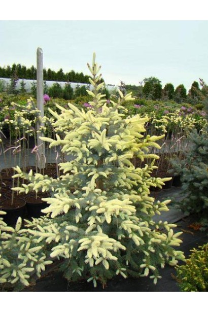 Ялина колюча Бичковський PBR/®