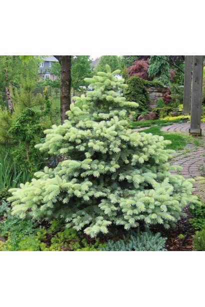 Picea pungens Jan Byczkowski PBR/®