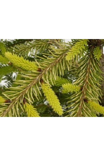 Ялина колюча Бичковський жовта хвоя