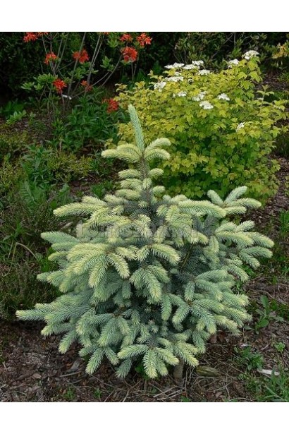 Ялина колюча Бичковський дерево