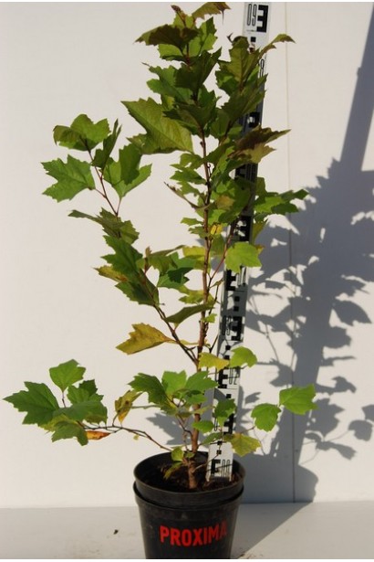 Платан кленолистий в контейнері