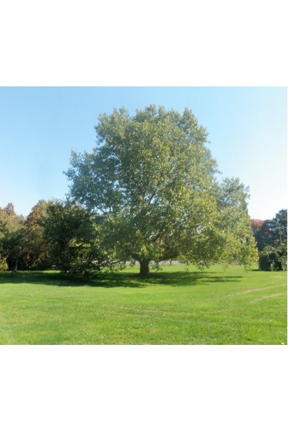 Платан кленолистий: декоративне дерево для озеленення парків і скверів.