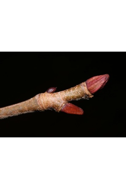 Платан кленолистий морозостійкий