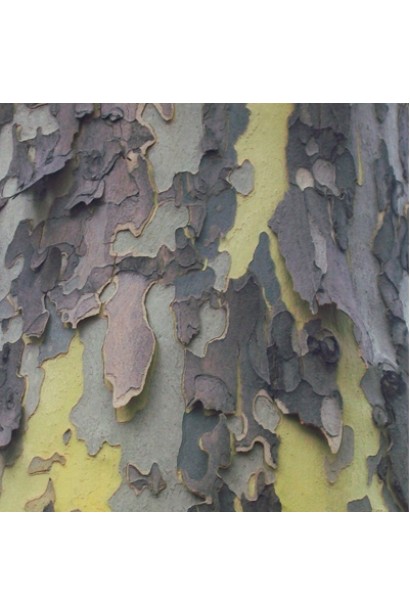 Стовбур платана кленолистого