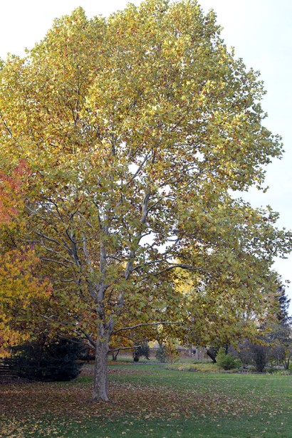 Дорослий платан кленолистий ідеально підходить для міського озеленення.