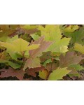 Платан клёнолистный /морозостойкий | Platanus x hispanica Acerifolia | Платан кленолистий