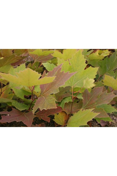 Листя платана кленолистого нагадує кленове, додаючи декоративності.