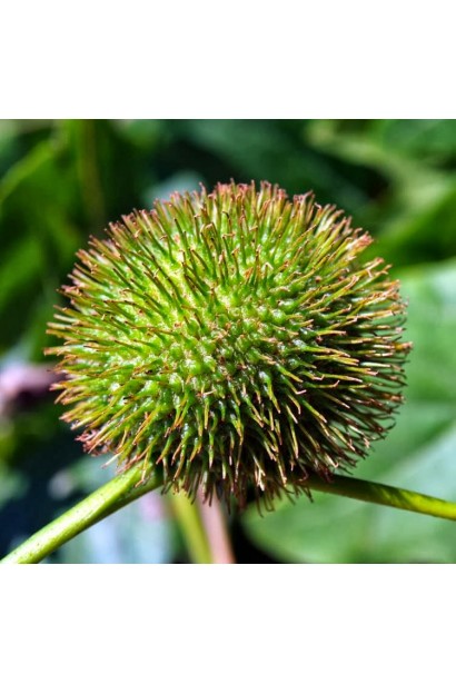 Плоди платана кленолистого восени прикрашають гілки яскравими відтінками.