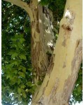 Платан кленолистий | Платан клёнолистный | Platanus x hispanica Acerifolia