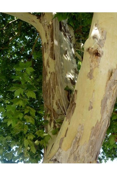 Гладкий стовбур платана кленолистого в ландшафті.