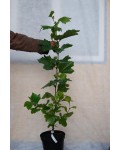 Платан клёнолистный /морозостойкий | Platanus x hispanica Acerifolia | Платан кленолистий