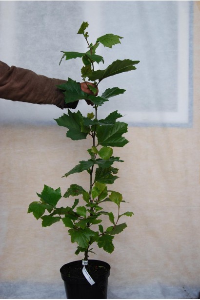 Платан кленолистий - 5л/вис.100-120см/Ø40-50см