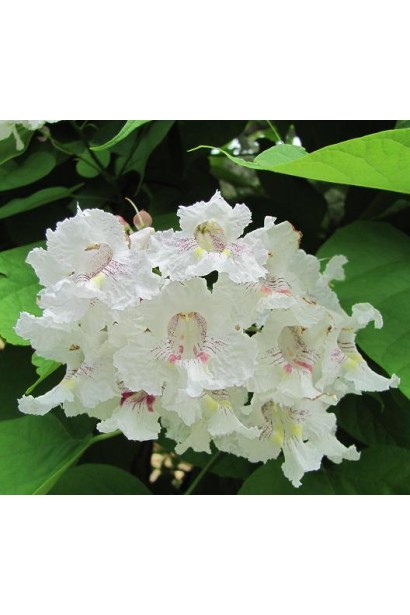 Катальпа звичайна Варієгата білі квіти з пурпуровими плямами