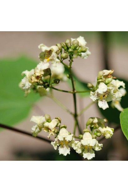 Катальпа бігнонієвидна Варієгата