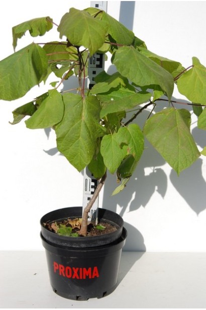 Катальпа бігнонієвидна Варієгата саджанець в контейнері