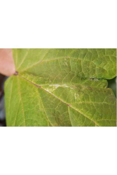Catalpa bignonioides Variegata