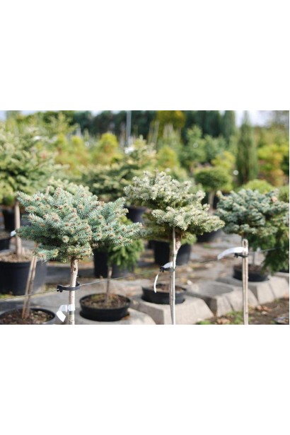 Ель колючая Токарз на штамбе