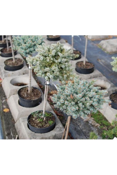 Ель колючая Токарз подушковидная крона