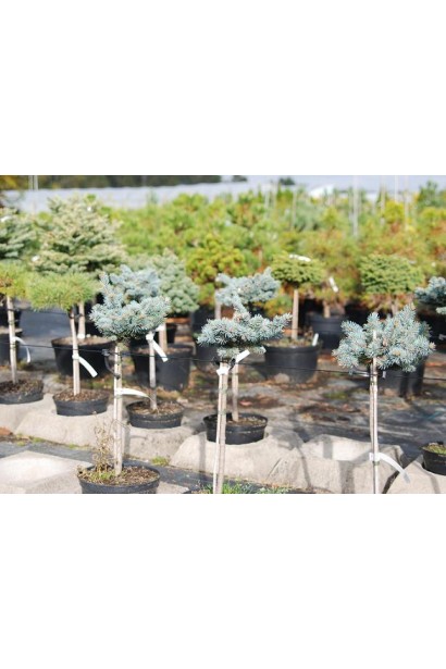 Picea pungens Tokarz