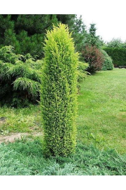 Ялівець Суецика в ландшафті