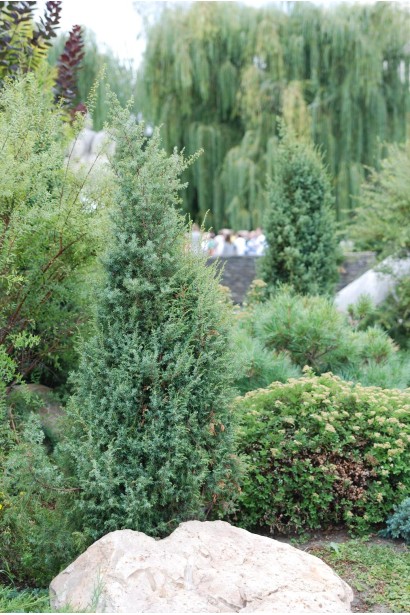 Ялівець колоновидний Суецика