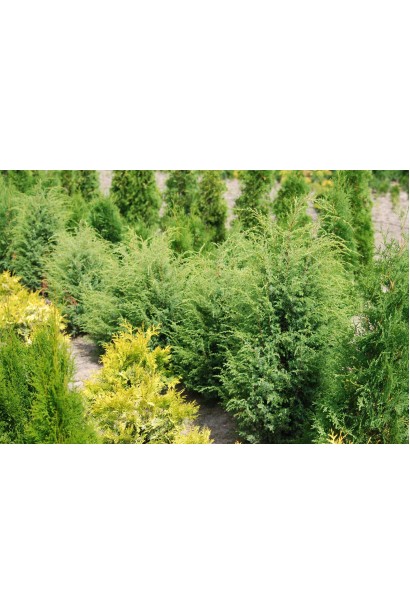 Juniperus communis Suecica