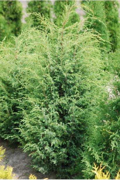 Ялівець звичайний Суецика в полі 70-80 см