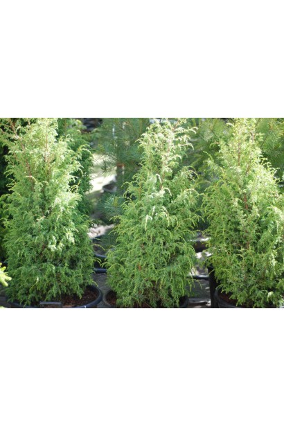Ялівець Suecica - густі зелені пагони з повислими кінчиками