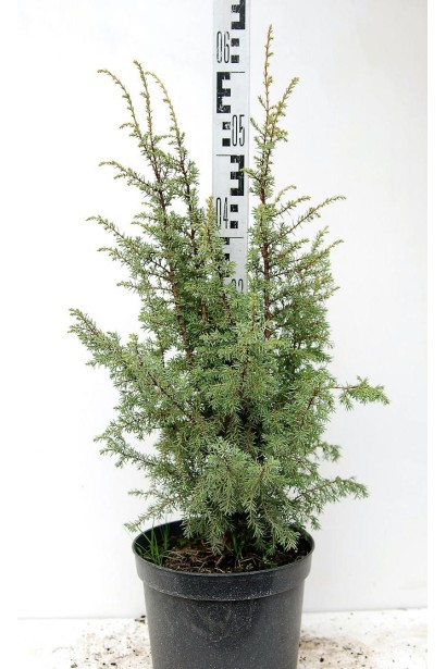 Ялівець звичайний Суецика - горщик 5 л, висота 40-60 см