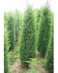 Можжевельник обыкновенный Суэцика | Ялівець звичайний Суецика | Juniperus communis Suecica