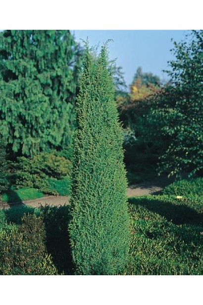 Ялівець звичайний Суецика - вічнозелений хвойник зі строго вертикальною щільною кроною